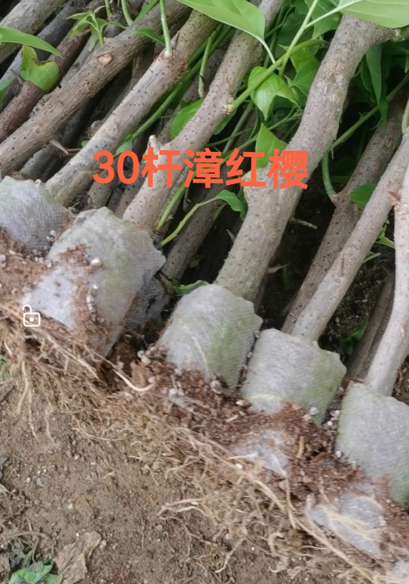 自家7O多个品种三角梅袋苗基地批发，质优价廉，品质保证。