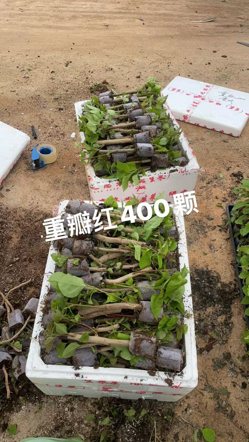 自家7O多个品种三角梅袋苗基地批发，质优价廉，品质保证。