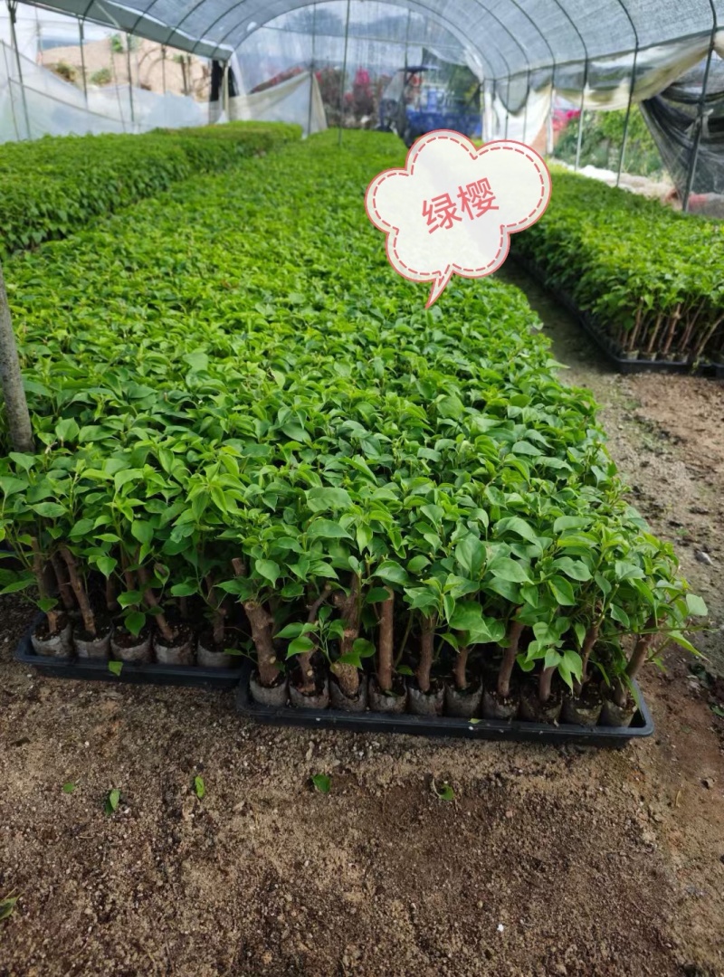 自家7O多个品种三角梅袋苗基地批发，质优价廉，品质保证。