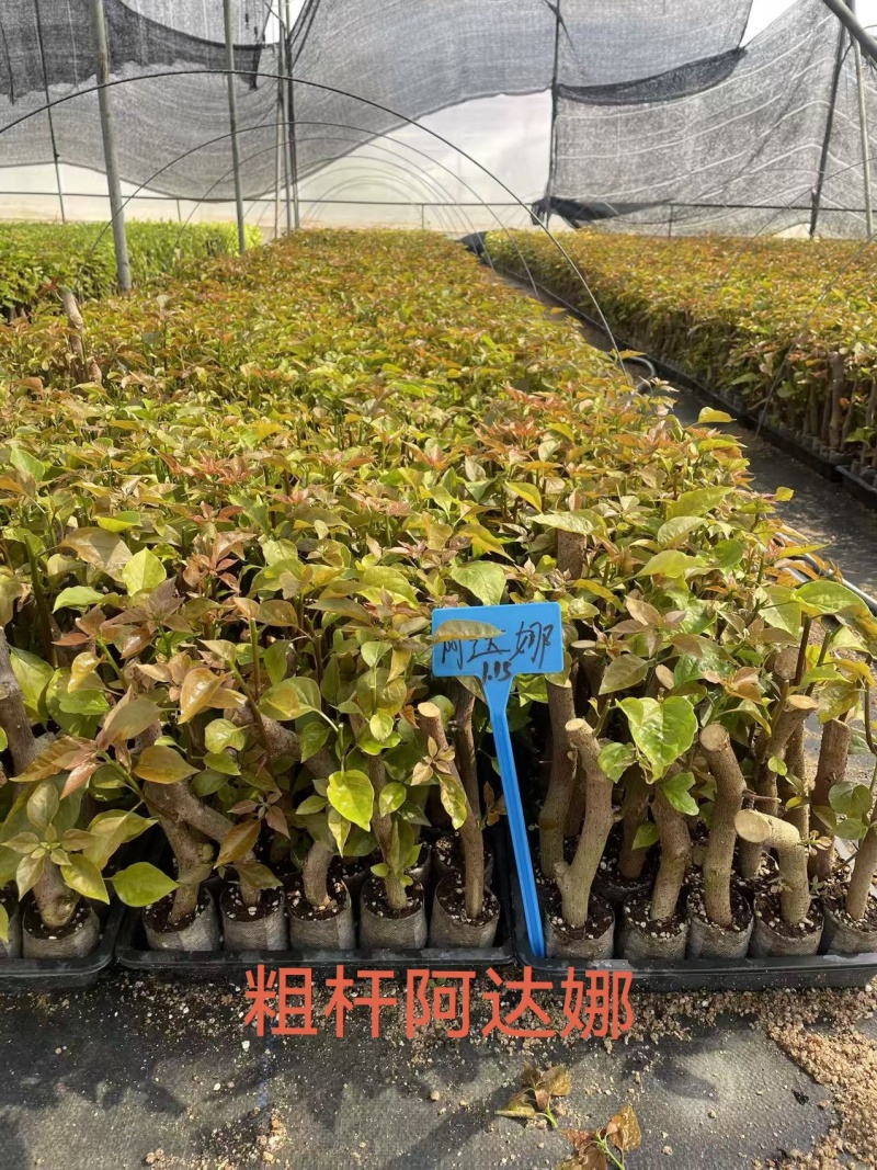 自家7O多个品种三角梅袋苗基地批发，质优价廉，品质保证。