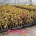 自家7O多个品种三角梅袋苗基地批发，质优价廉，品质保证。