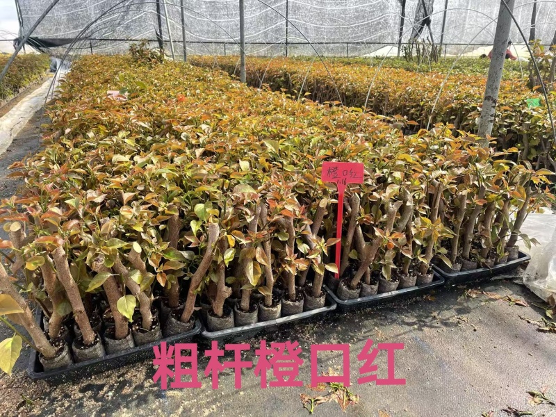 自家7O多个品种三角梅袋苗基地批发，质优价廉，品质保证。