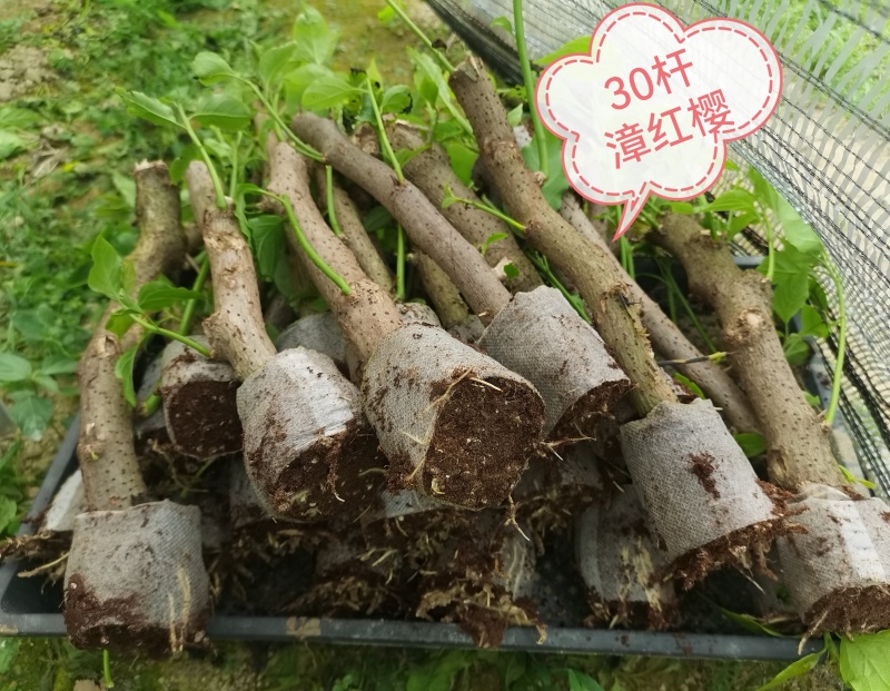 自家7O多个品种三角梅袋苗基地批发，质优价廉，品质保证。