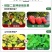 磷酸二氢钾99%闪溶速溶增产增收抗倒伏抗病抗冻肥二氢钾