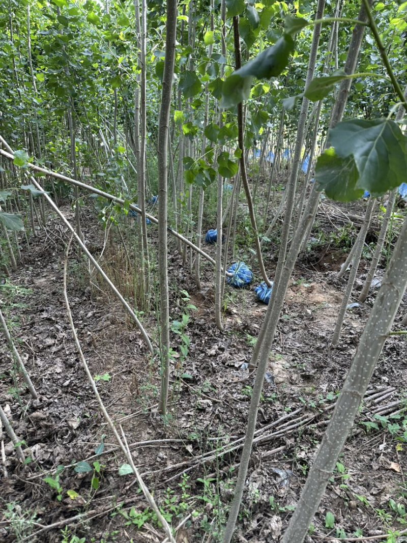 速生杨树苗杂交杨产地现挖现发大量供应各种规格