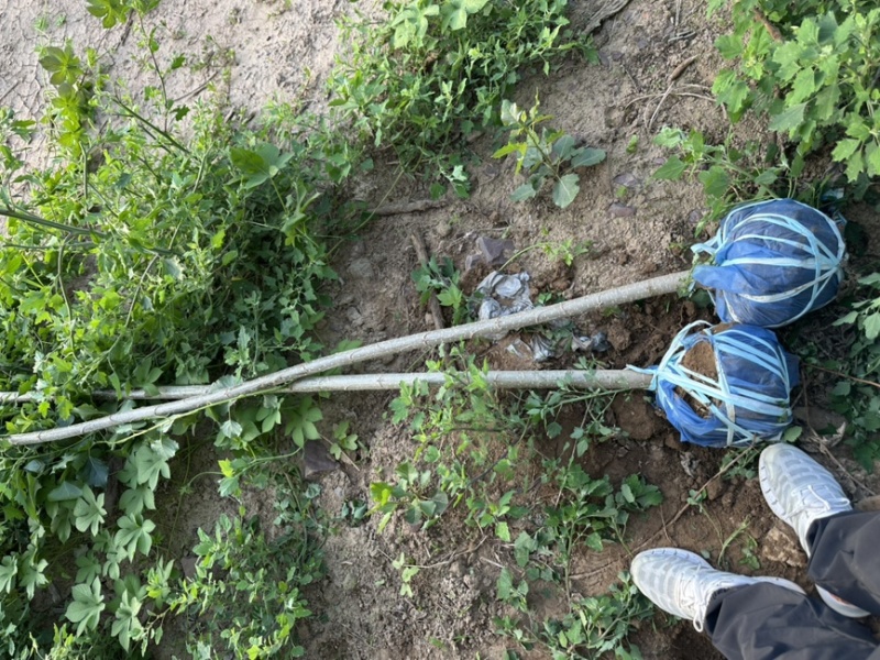 速生杨树苗杂交杨产地现挖现发大量供应各种规格