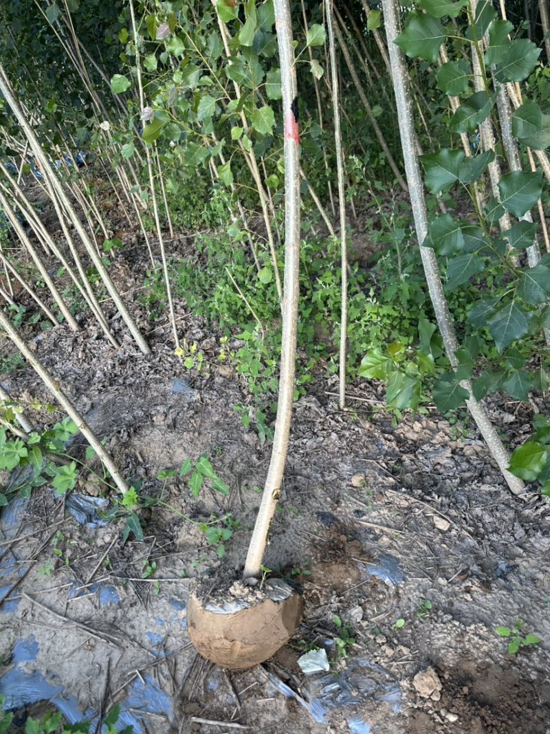 速生杨树苗杂交杨产地现挖现发大量供应各种规格