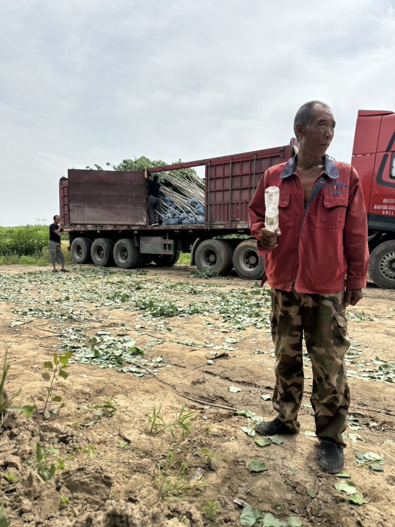 速生杨树苗杂交杨产地现挖现发大量供应各种规格