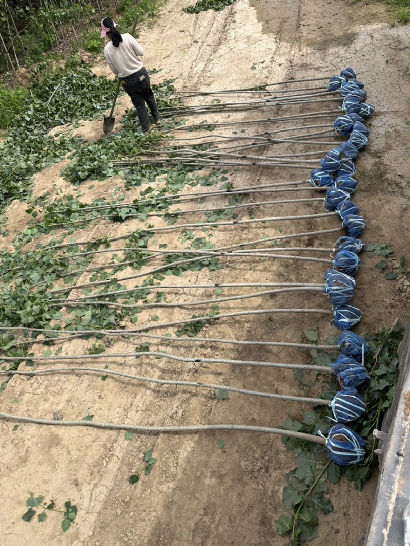 速生杨树苗杂交杨产地现挖现发大量供应各种规格