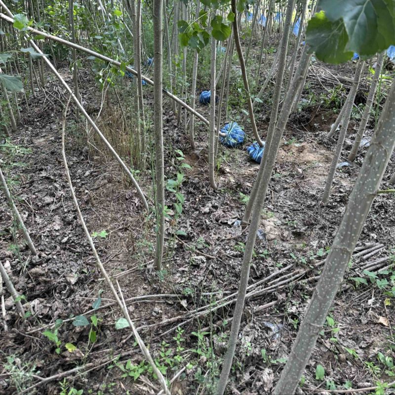 速生杨树苗杂交杨产地现挖现发大量供应各种规格