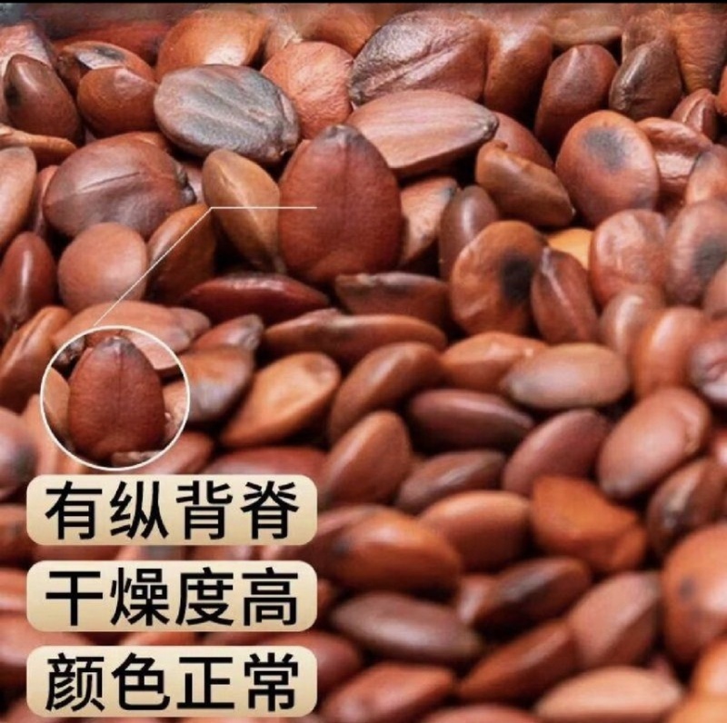 酸枣仁国产正品酸枣仁粒粒饱满
