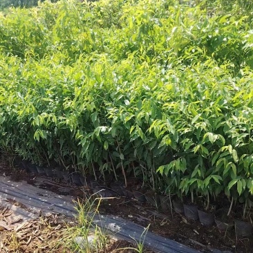 沉香植生苗