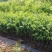 沉香植生苗