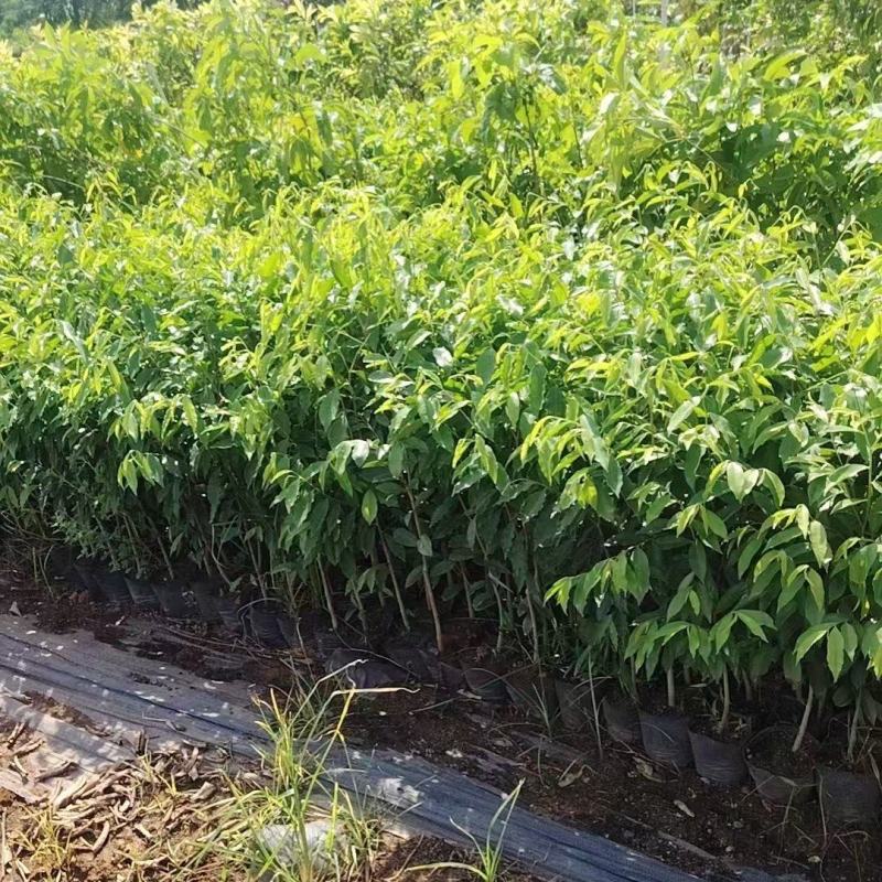 沉香植生苗