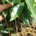 沉香植生苗