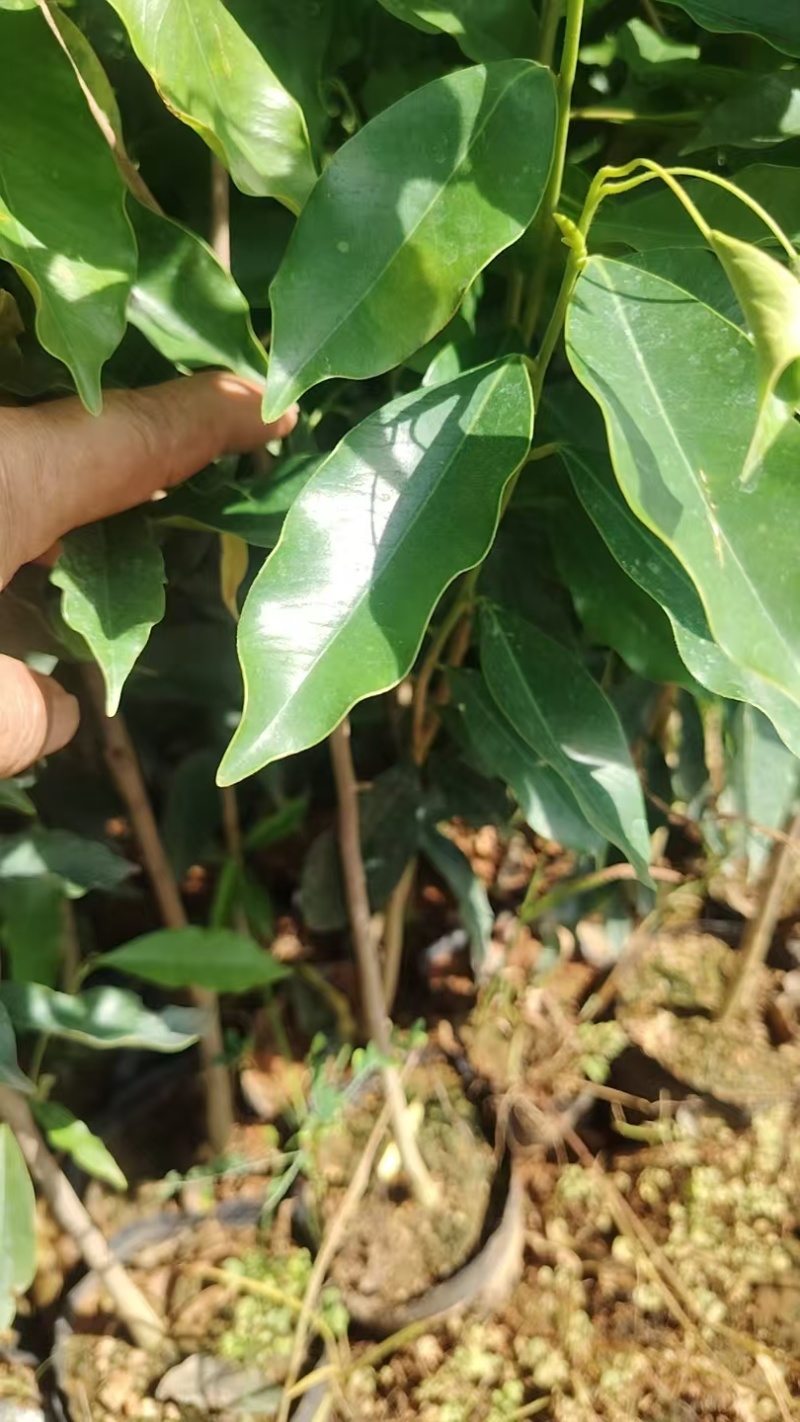 沉香植生苗