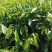 沉香植生苗