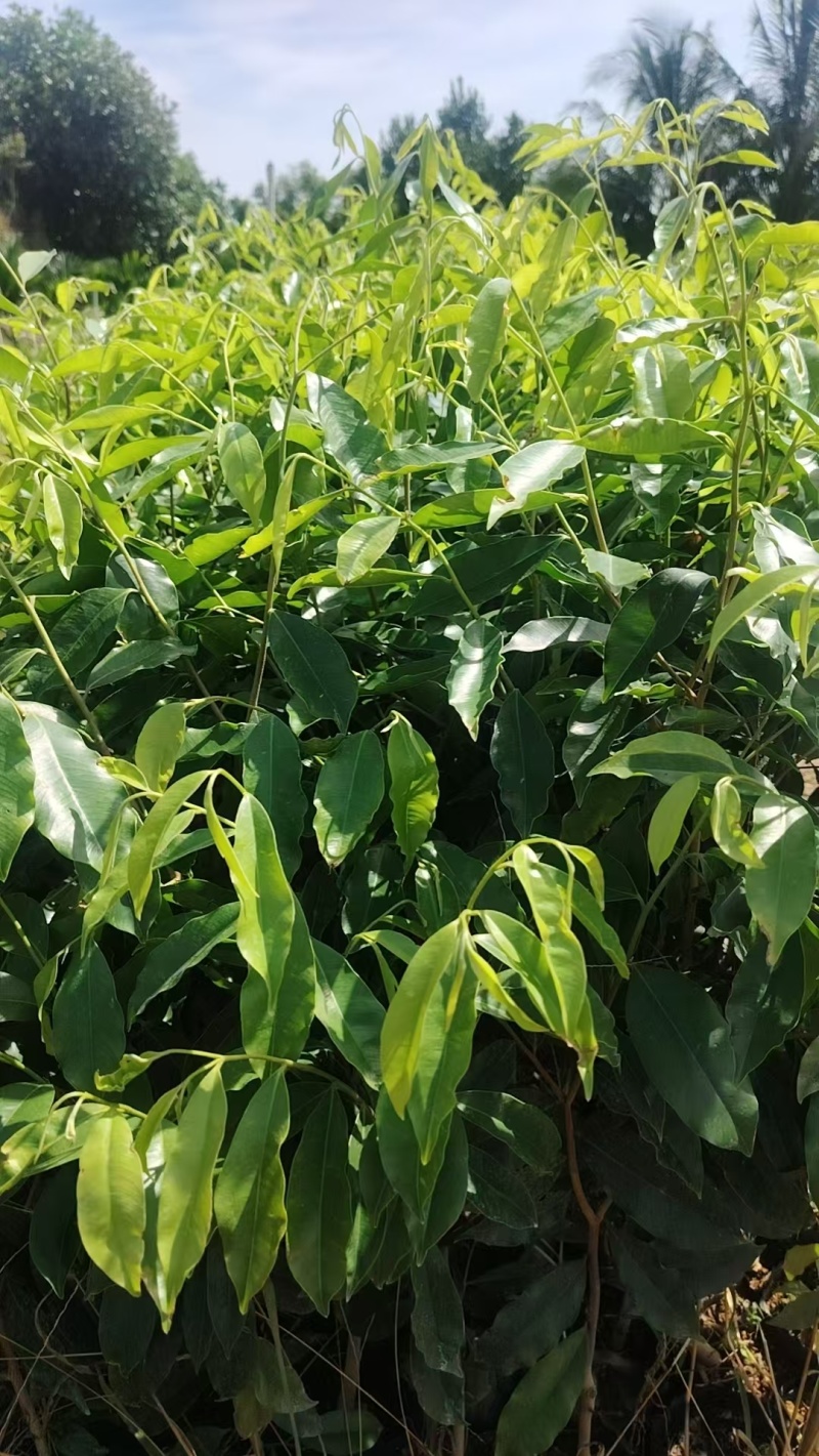 沉香植生苗