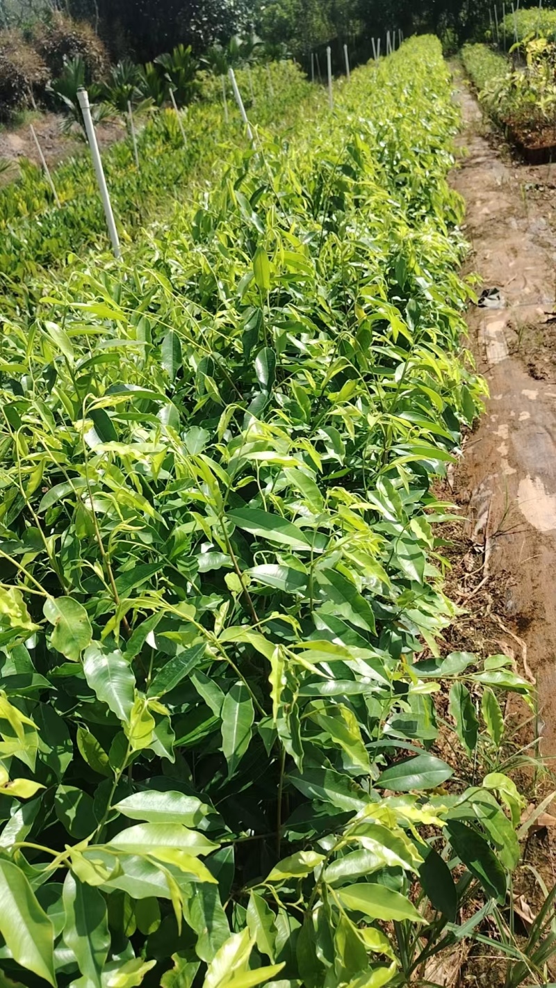 沉香植生苗
