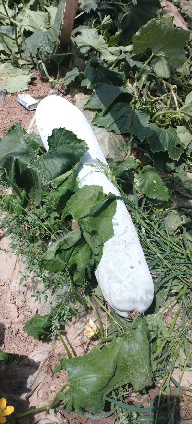 白皮冬瓜安徽芜湖，冬瓜大量供应，一手货源，量大从优