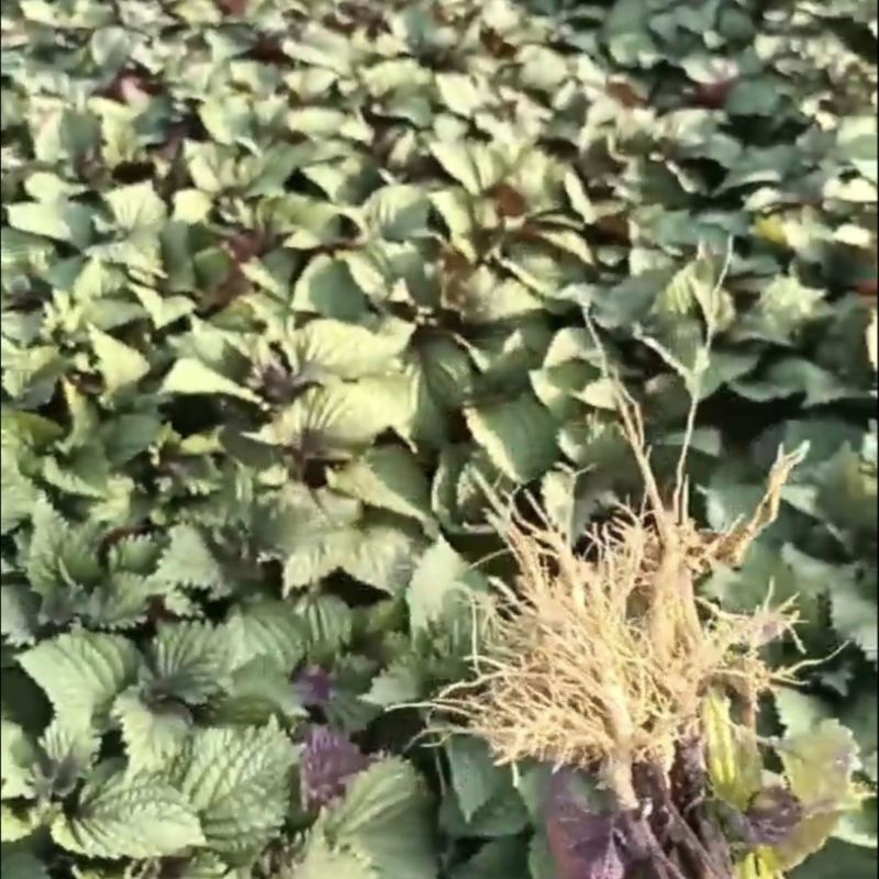 精品紫苏苗大量有货