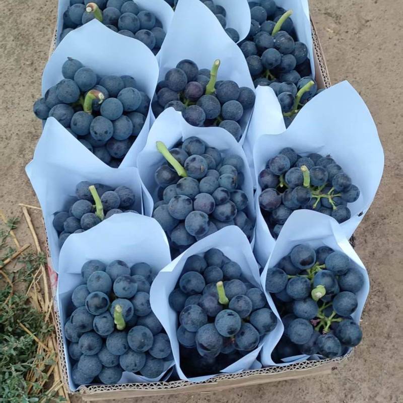 【推荐】夏黑葡萄大量接单产地直发量大从优欢迎来电
