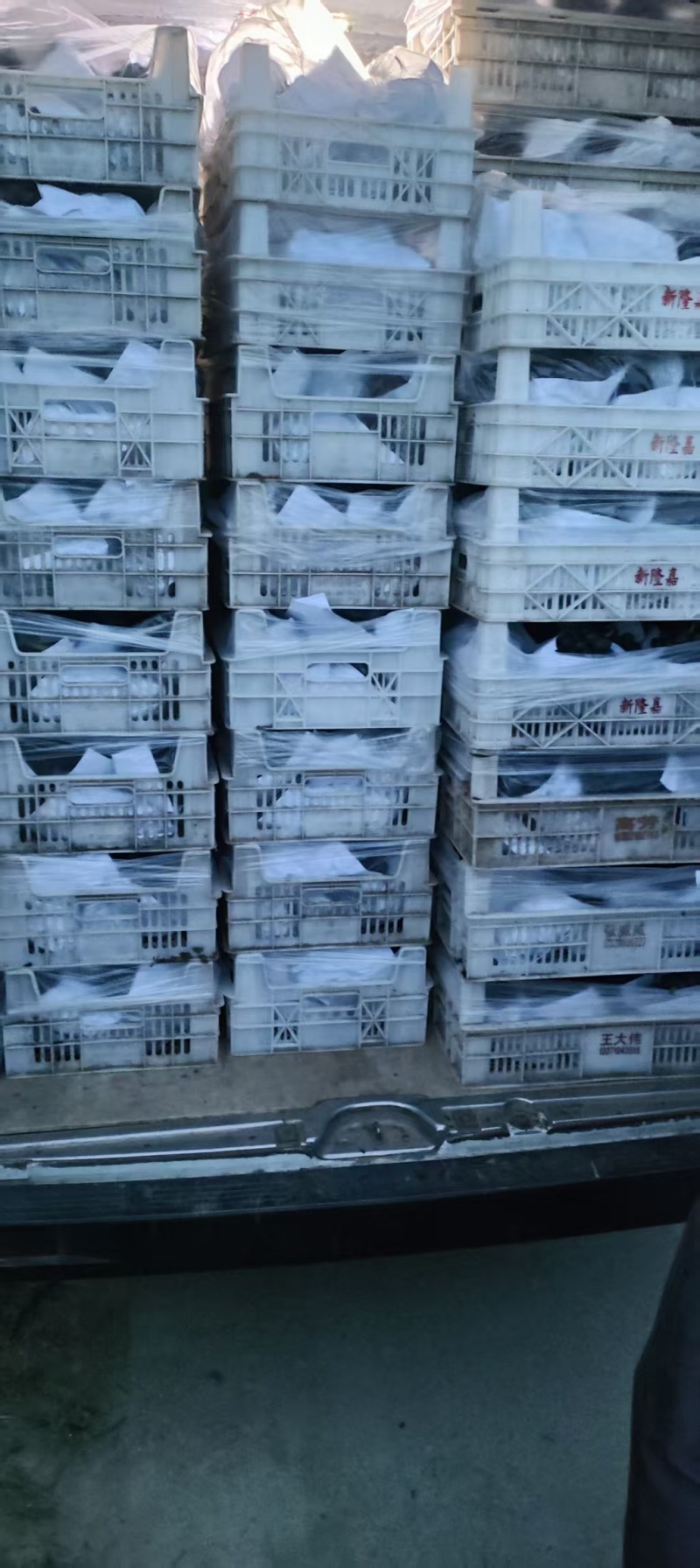 【推荐】夏黑葡萄大量接单产地直发量大从优欢迎来电