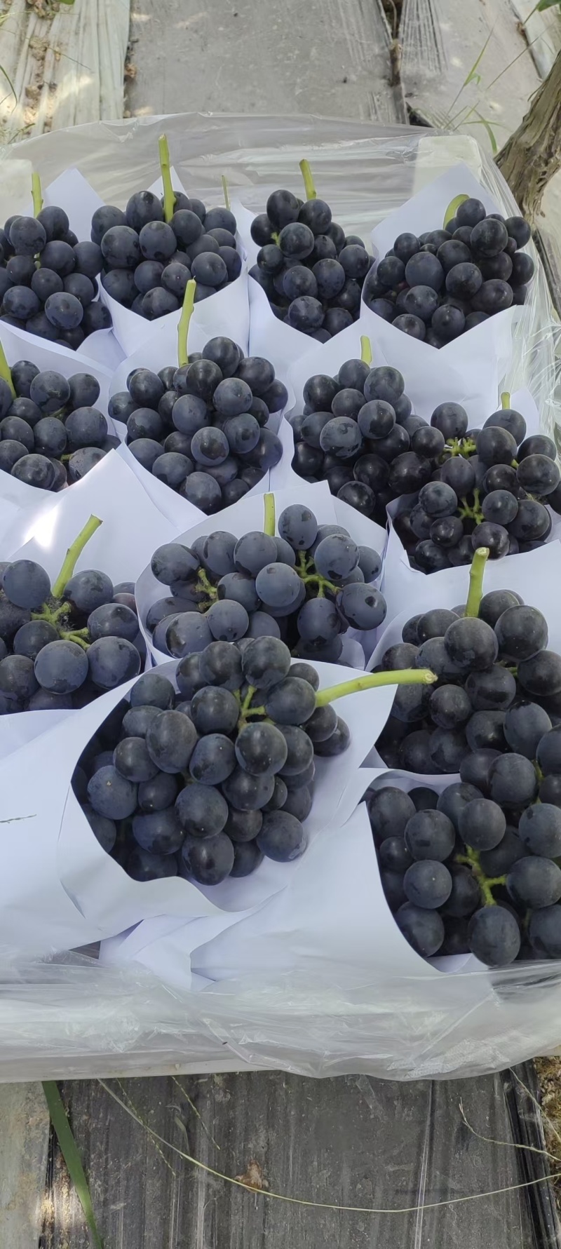 【推荐】夏黑葡萄大量接单产地直发量大从优欢迎来电