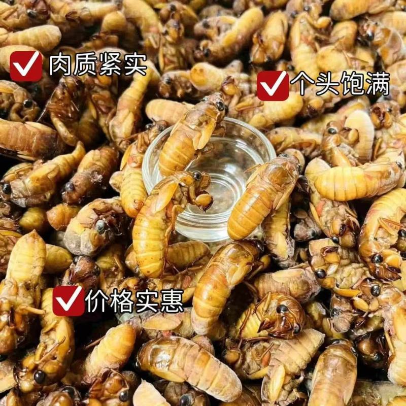 2026新鲜出土春蝉金蝉一件代发，批发