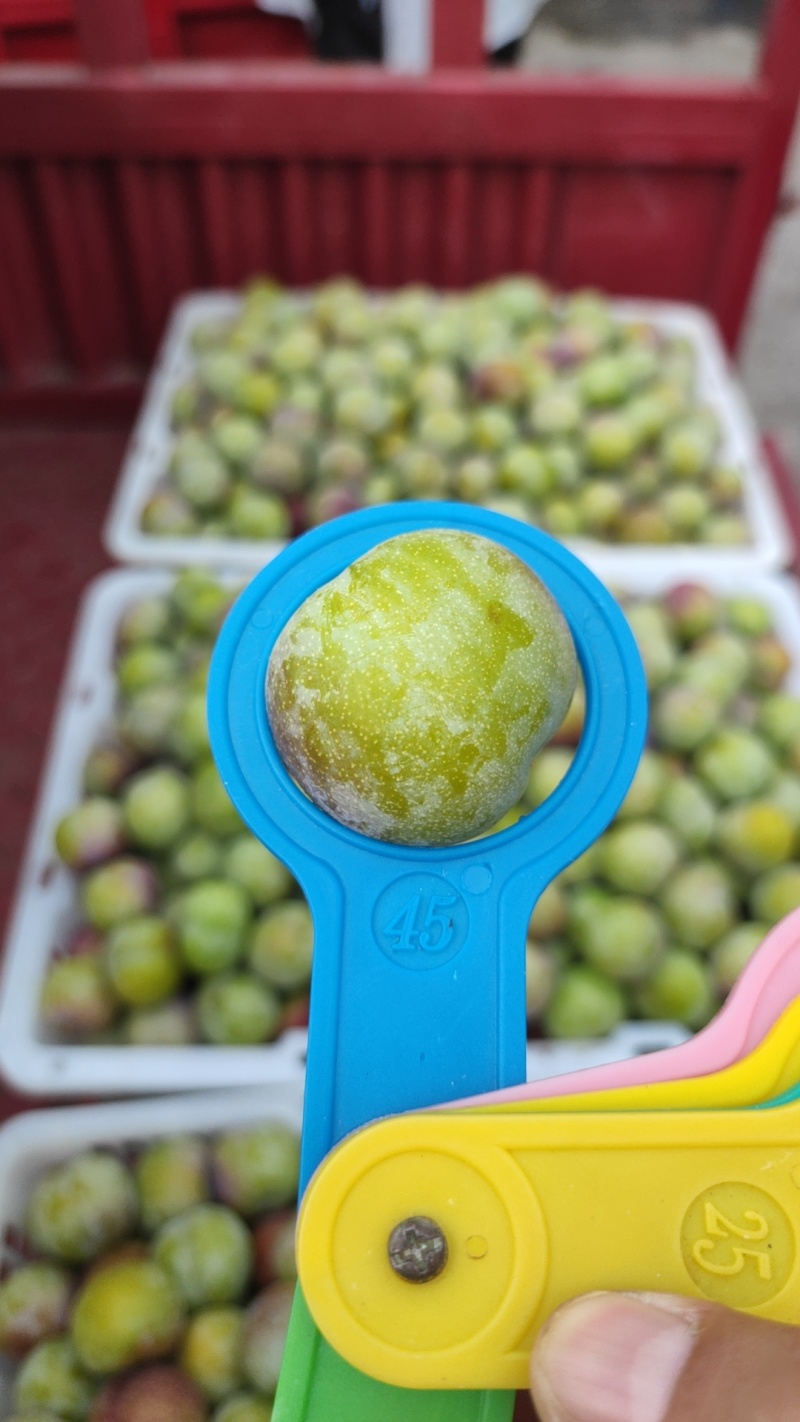 云南绥江半边红李子预计半个月后大量上市，承接代办，电商，外贸