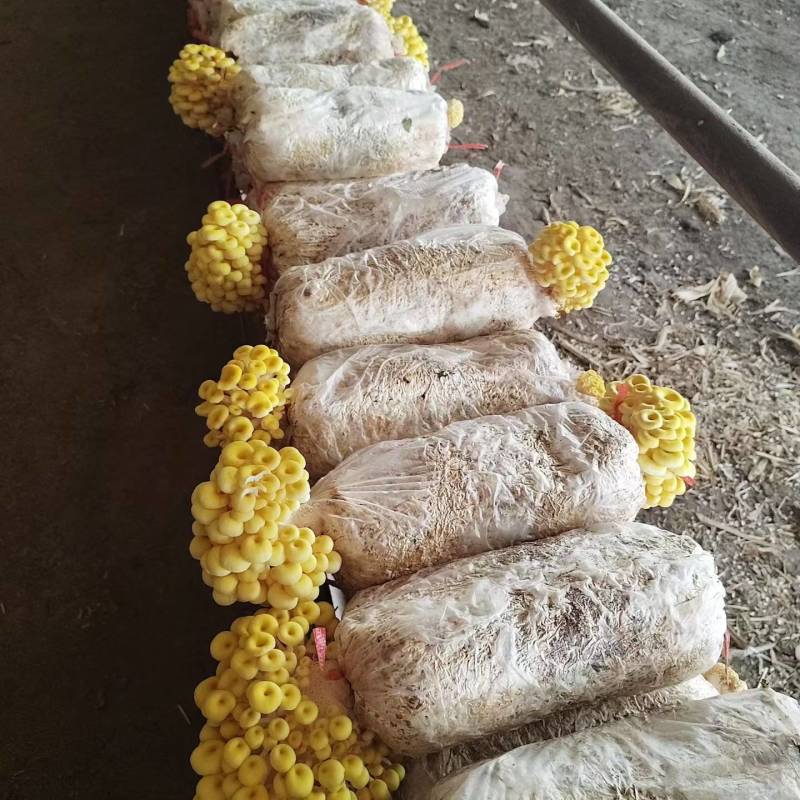常年出售各种食用菌岀菇菌包，免费技术跟踪指导