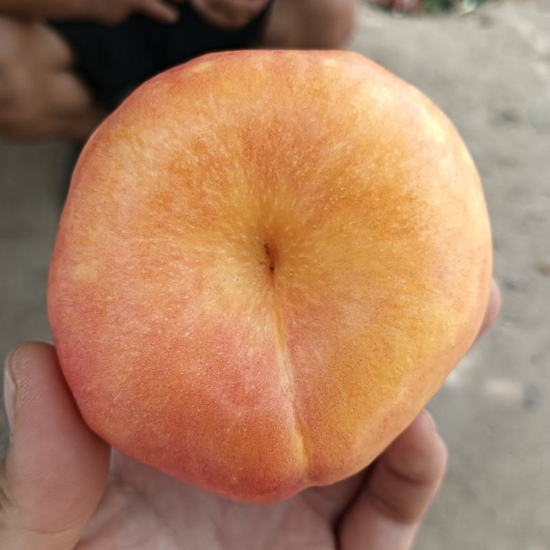 黄肉油蟠桃
