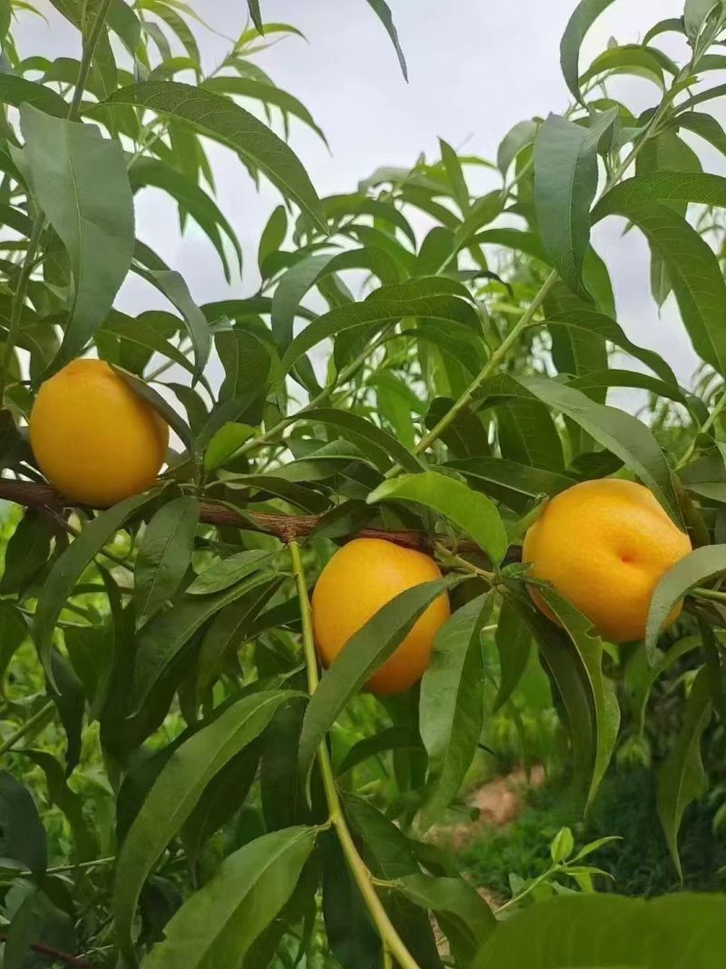 陆地沙土7-17蒙阴蜜桃产地直销