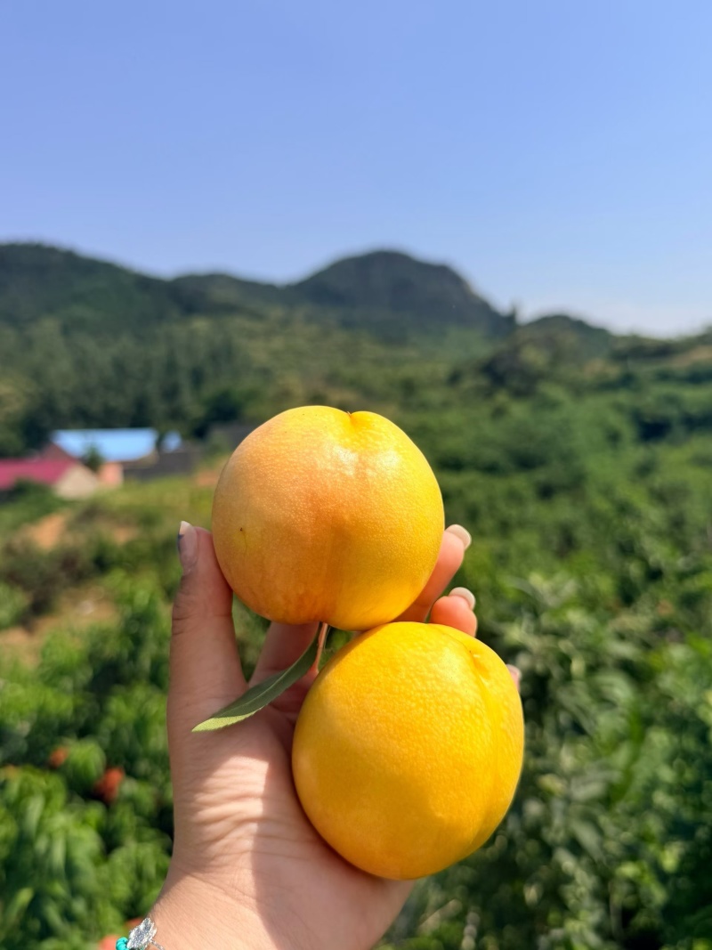 陆地沙土7-17蒙阴蜜桃产地直销