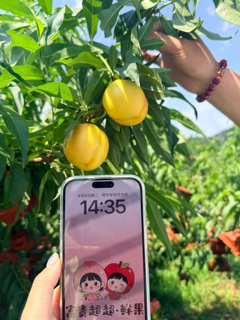 陆地沙土7-17蒙阴蜜桃产地直销