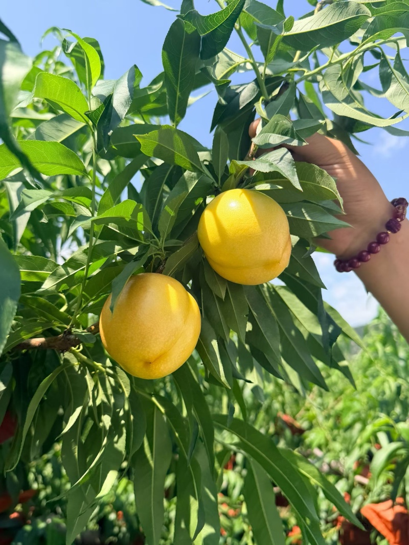 陆地沙土7-17蒙阴蜜桃产地直销