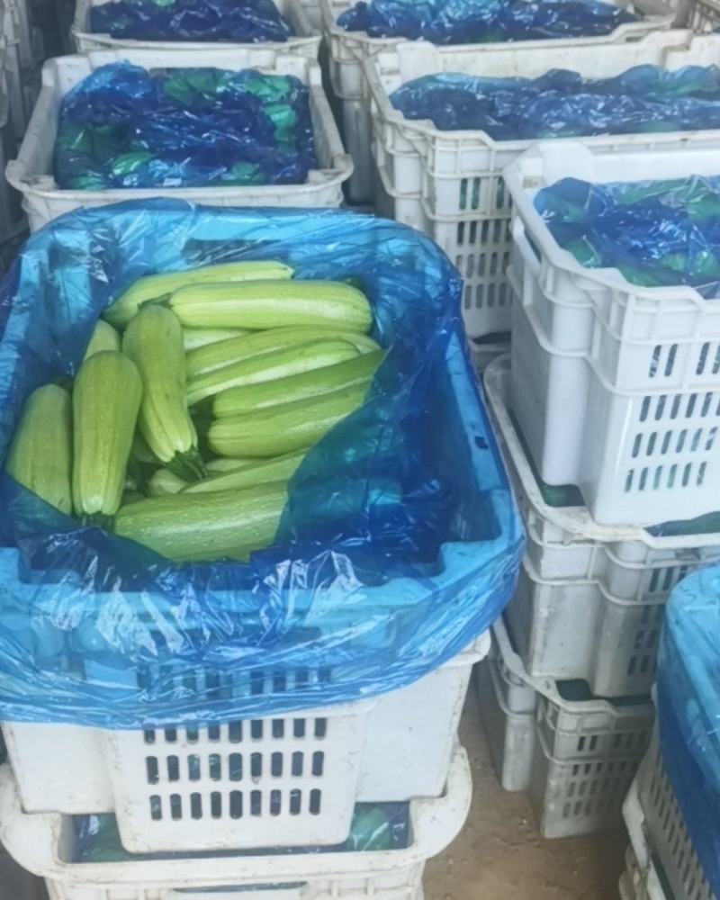 山西盂县西葫芦