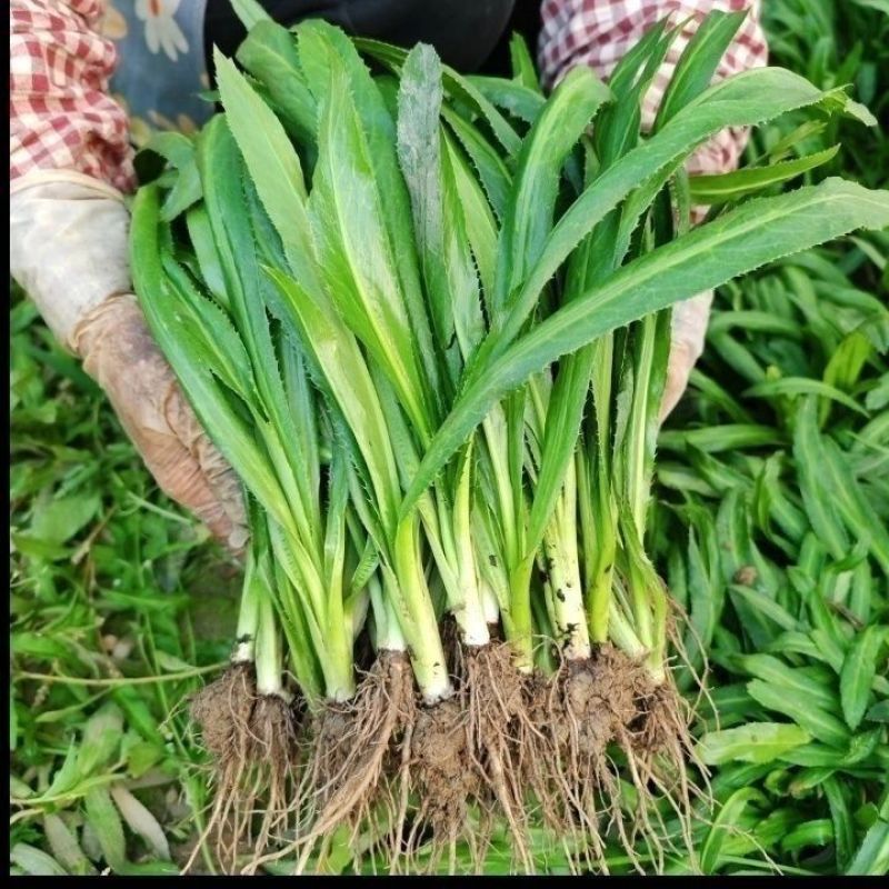 老缅芫荽大芫荽