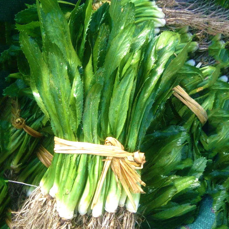 老缅芫荽大芫荽