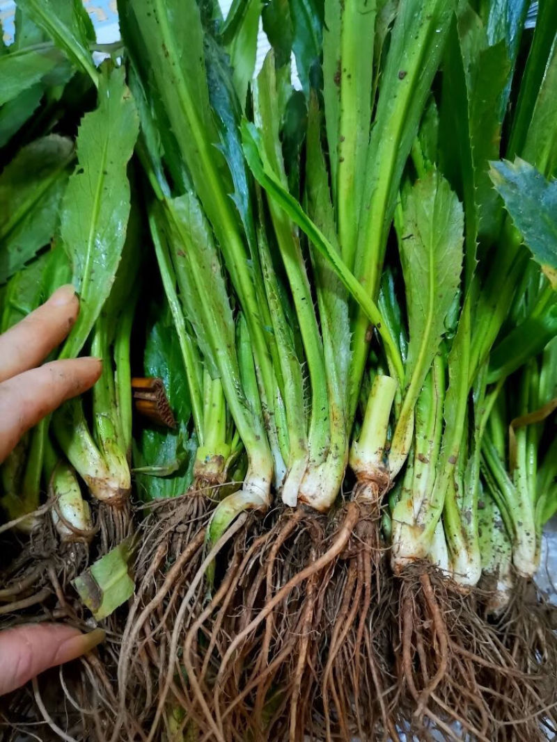 老缅芫荽大芫荽