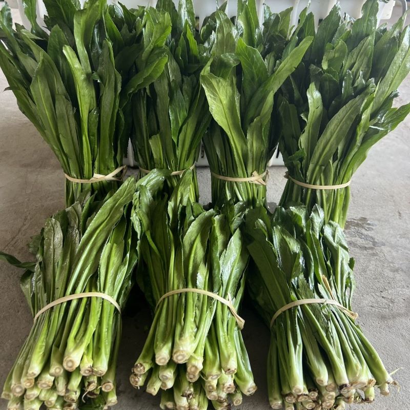 老缅芫荽大芫荽
