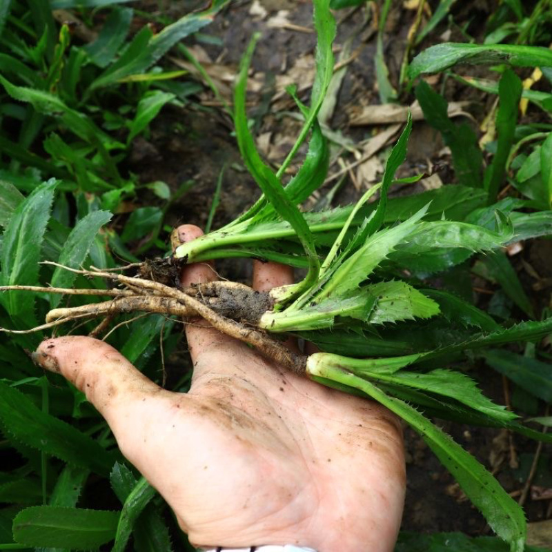 老缅芫荽大芫荽