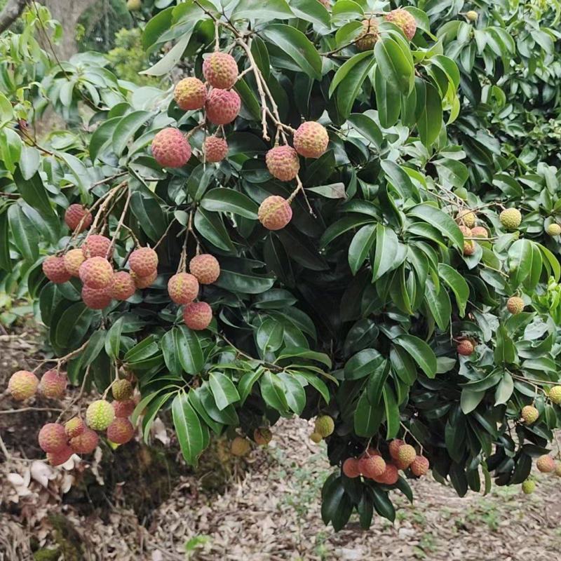 禾荔