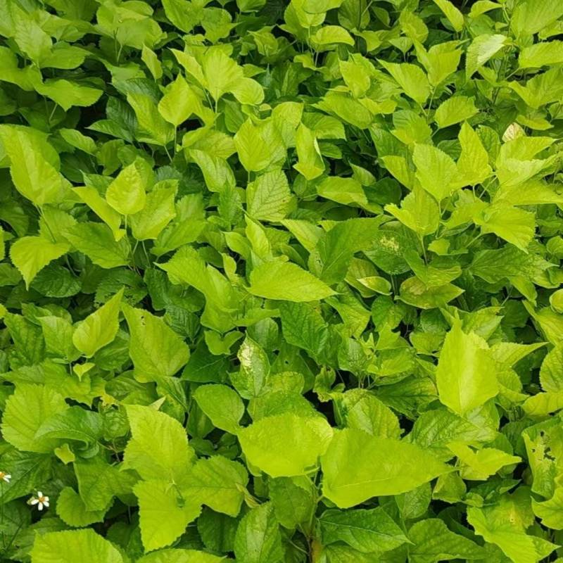 嫁接油桑树苗根系发达成活率高大量有货价格实惠欢迎联系