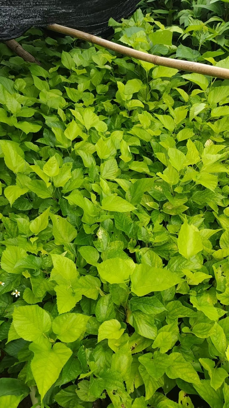 嫁接油桑树苗根系发达成活率高大量有货价格实惠欢迎联系