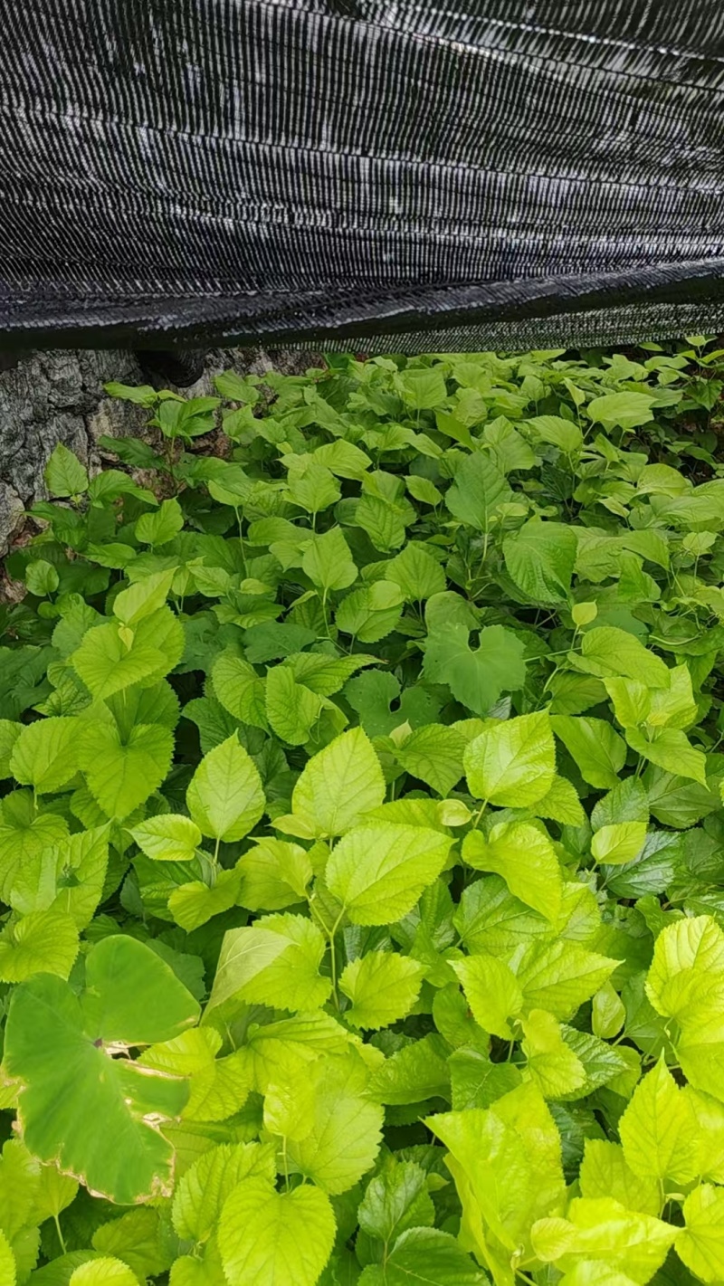 嫁接油桑树苗根系发达成活率高大量有货价格实惠欢迎联系
