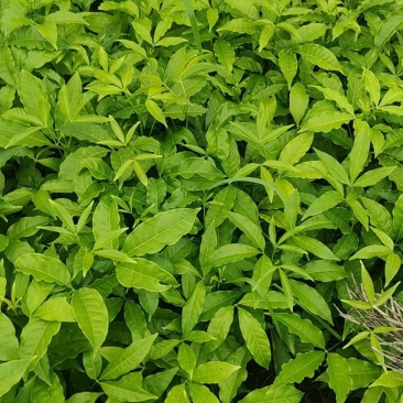 三叉苦苗药材苗三叉苦种苗常年育苗基地提供技术指导欢迎联系