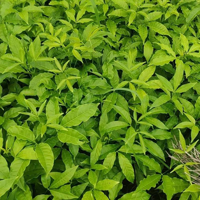 三叉苦苗药材苗三叉苦种苗常年育苗基地提供技术指导欢迎联系