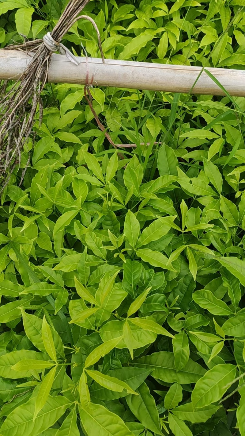三叉苦苗药材苗三叉苦种苗常年育苗基地提供技术指导欢迎联系