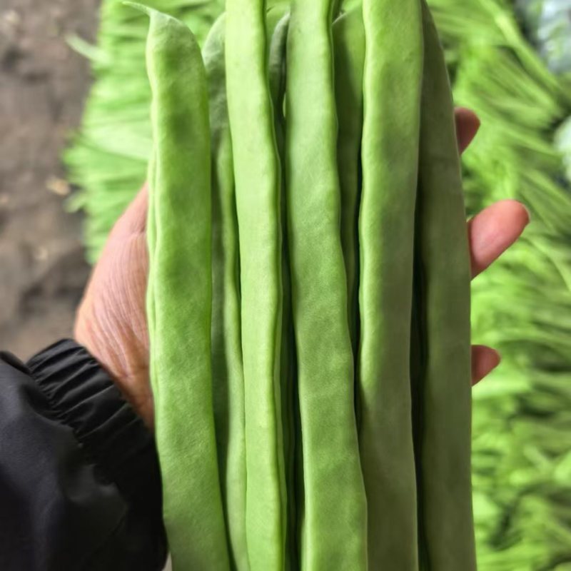 山西豆角白不老小金豆扁豆角规格齐全对接全国市场商超电商